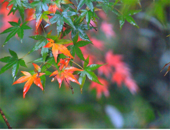 1540539722373093276.png image.png