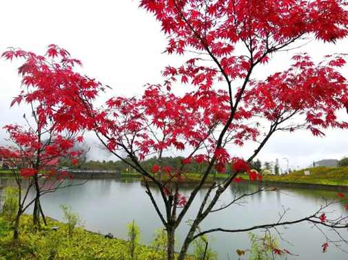 1540540117346054553.png image.png