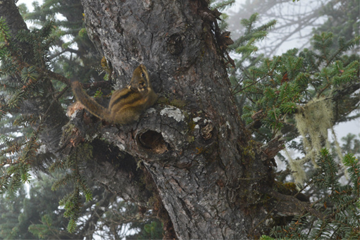 1540540271645059818.png image.png