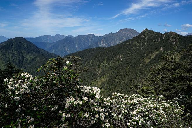 高山杜鹃