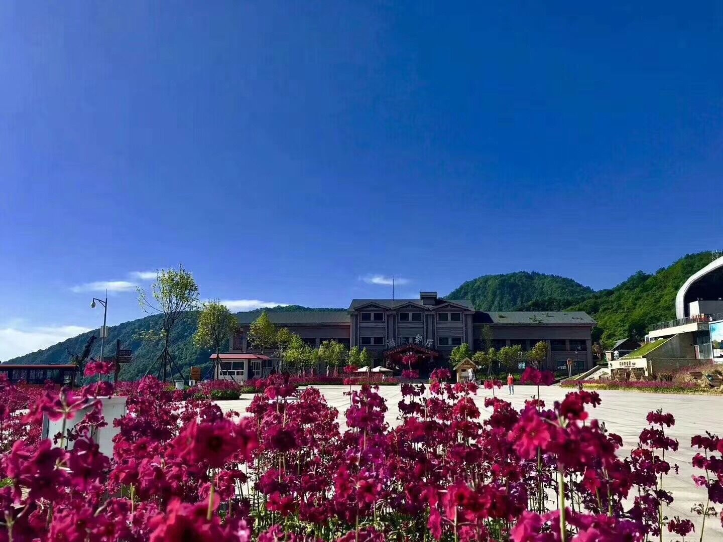 报春花开 美丽自来